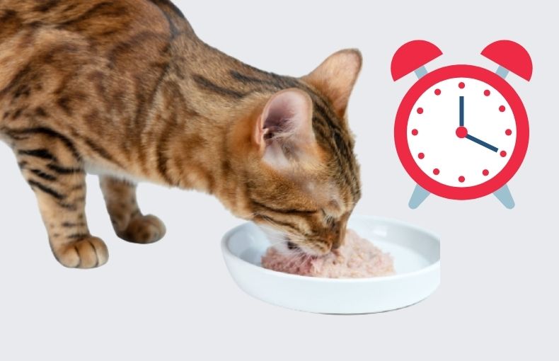 how-long-can-wet-cat-food-sit-out-pet-zone-bd