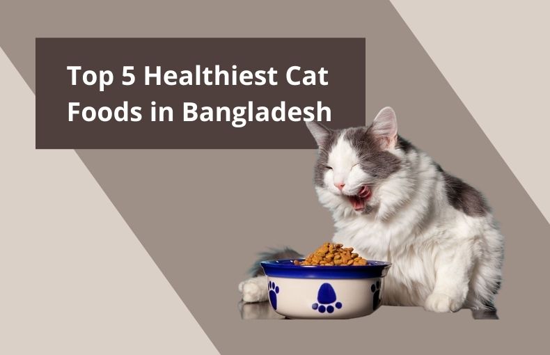 What Are The Top 5 Healthiest Cat Foods In Bangladesh Pet Zone BD