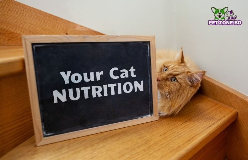 What Are The Top Five Cat Foods That Provide Sufficient Nutrition?