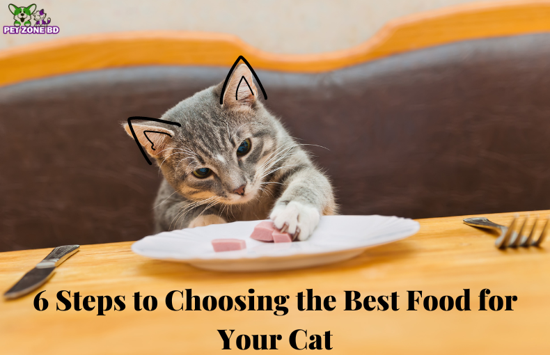 6 Steps to Choosing the Best Food for Your Cat Pet Zone BD