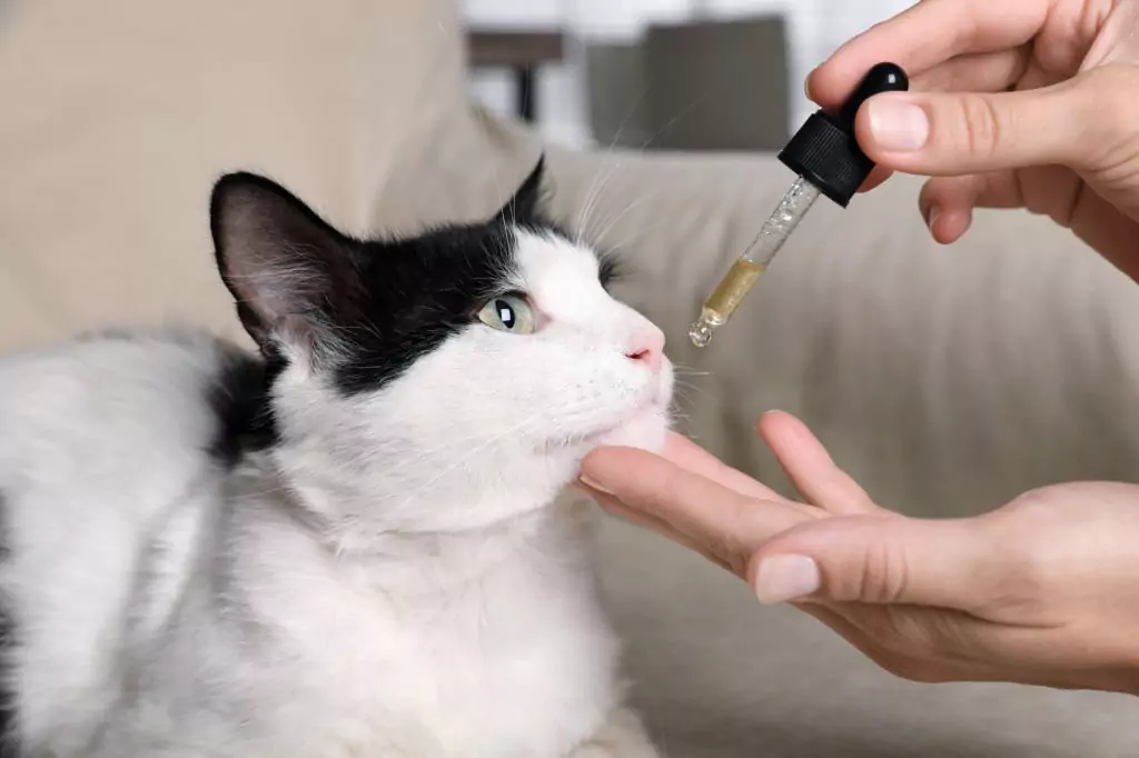 Best vitamins for outlet cats