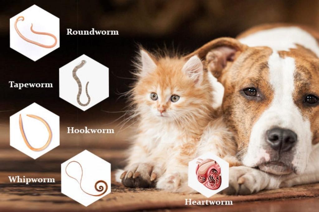 Symptoms of Worm Infestation in Cats and Dogs